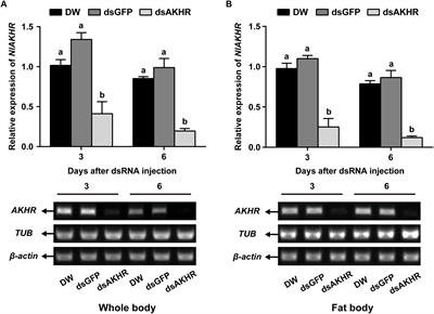 Adipokinetic Hormone Receptor Mediates Trehalose Homeostasis to Promote Vitellogenin Uptake by Oocytes in Nilaparvata lugens